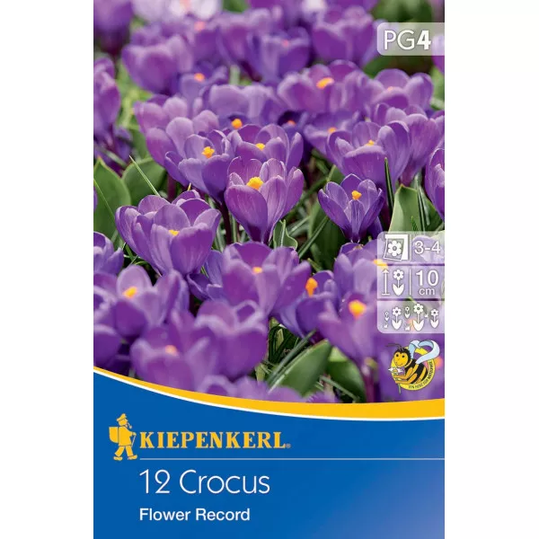 Šafran Flower Record