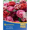 Mega Pack Tulipan tip ruže, mix multicolor