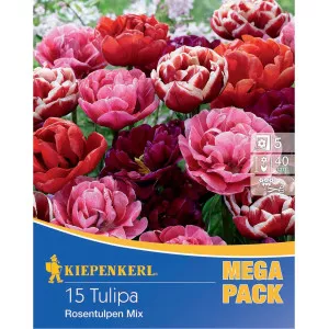 Mega Pack Tulipan tip ruže, mix multicolor
