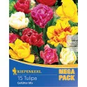 Mega Pack Tulipan mix multicolor