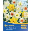 Mega Pack Narcis Giant Crown mix multicolor