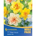Mega Pack Narcis Double mix multicolor