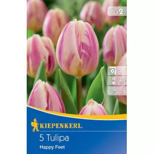 Tulipan Happy Feet
