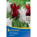 Tulipan Fire and Ice