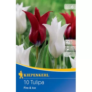 Tulipan Fire and Ice