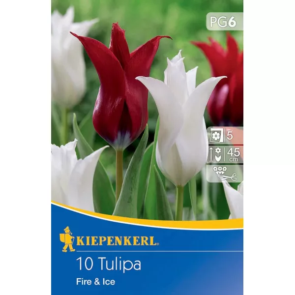 Tulipan Fire and Ice