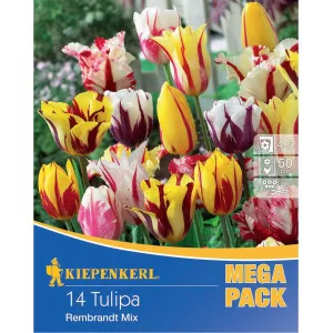 Mega Pack tulipani Rembrandt – mix multicolor