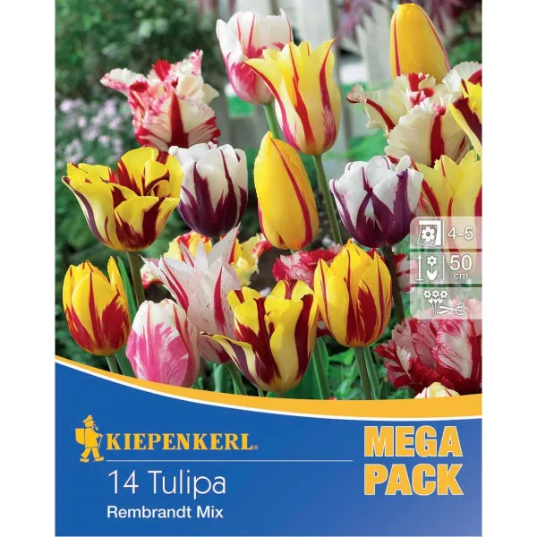 Mega Pack tulipani Rembrandt – mix multicolor