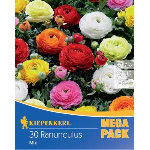 Mega Pack Ranunculus mix multicolor