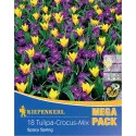 Mega Pack Šafran Spacy Spring mix multicolor