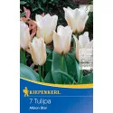 Tulipan Albion Star