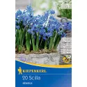 Scila (Scilla siberica)
