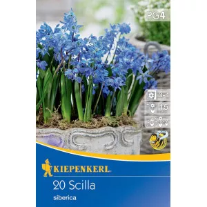 Scila (Scilla siberica)