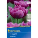 Tulipan Showcase