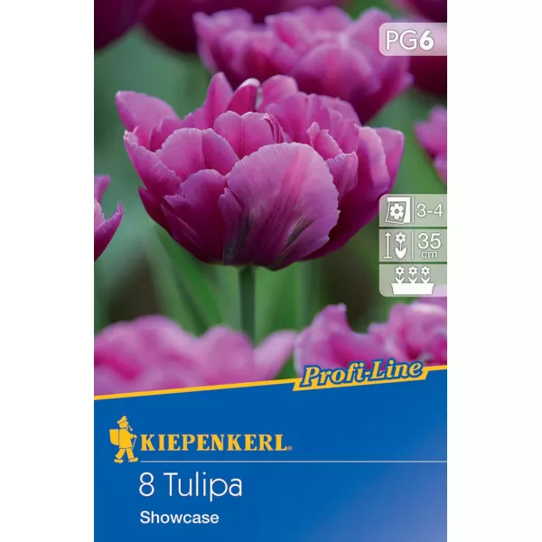 Tulipan Showcase