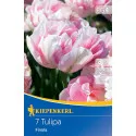 Tulipan Finola