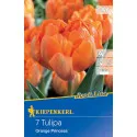 Tulipan Orange Princess