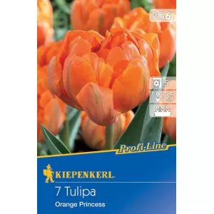 Tulipan Orange Princess