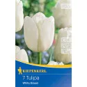 Tulipan White Dream