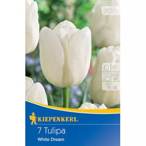 Tulipan White Dream
