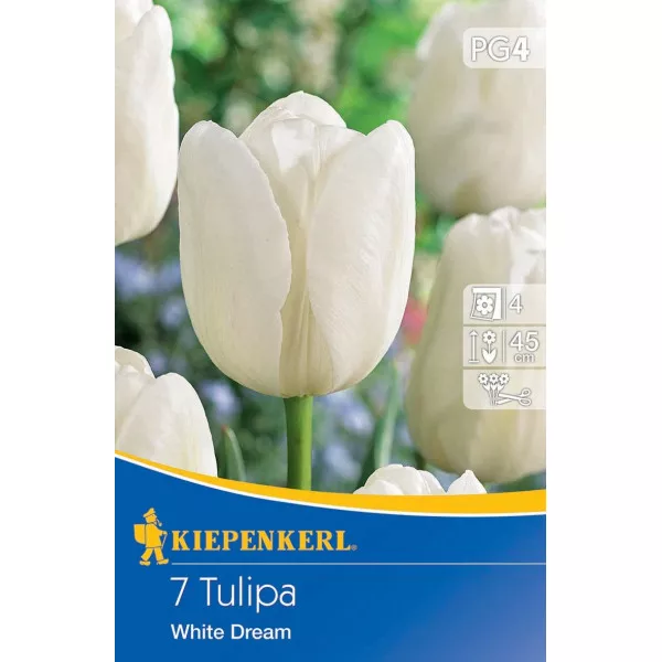 Tulipan White Dream