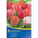 Tulipan Van Eijk mix