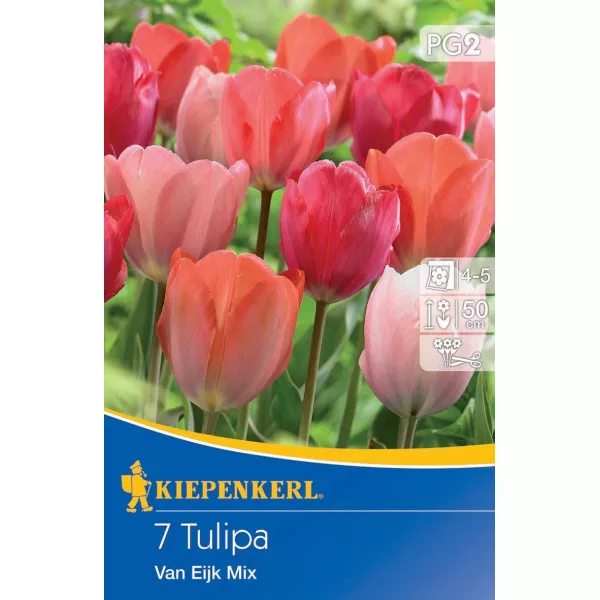 Tulipan Van Eijk mix