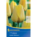 Tulipan Golden Apeldoorn