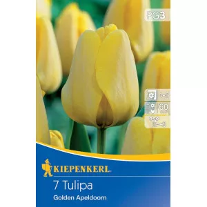 Tulipan Golden Apeldoorn