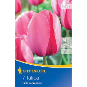 Tulipan Pink Impression