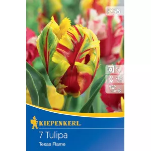 Tulipan Texas Flame