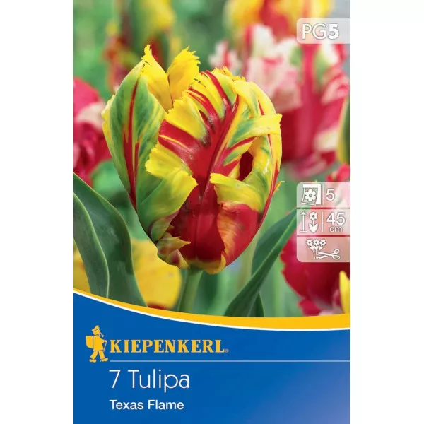 Tulipan Texas Flame