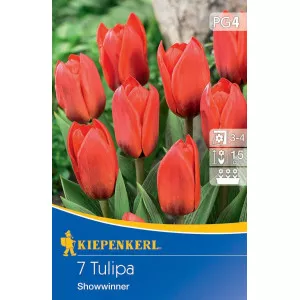 Tulipan Showwinner