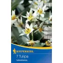 Patuljasti tulipan Turkestanica