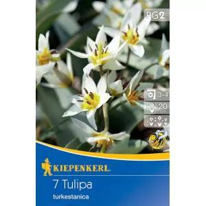 Patuljasti tulipan Turkestanica