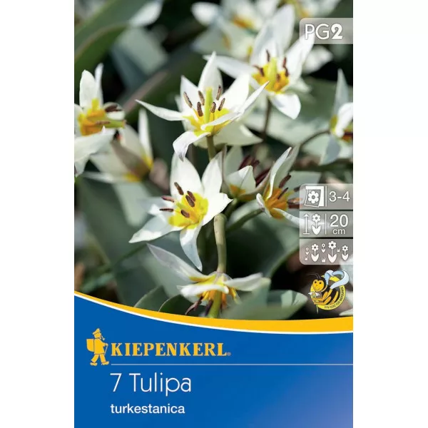 Patuljasti tulipan Turkestanica