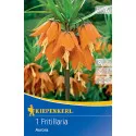 Carska kruna (Fritillaria) Aurora