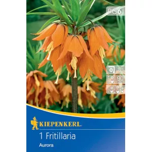 Carska kruna (Fritillaria) Aurora