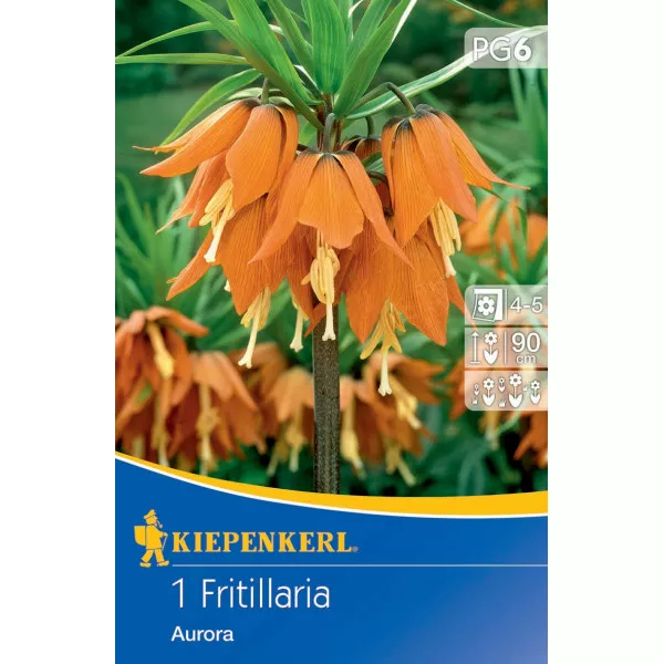 Carska kruna (Fritillaria) Aurora