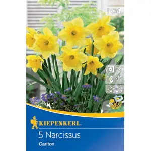 Narcis Carlton