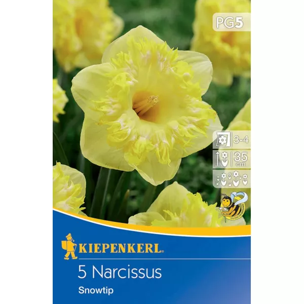 Narcis Snowtip