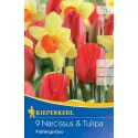 Narcis i tulipan Spring Duo mix multicolor