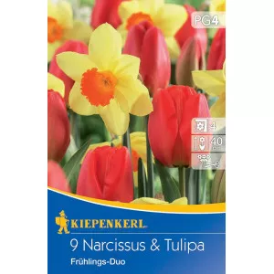 Narcis i tulipan Spring Duo mix multicolor