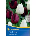 Tulipan Night and Day