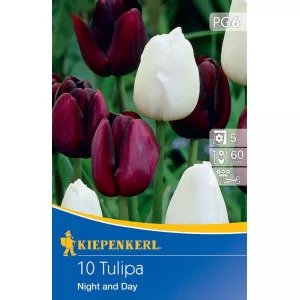 Tulipan Night and Day