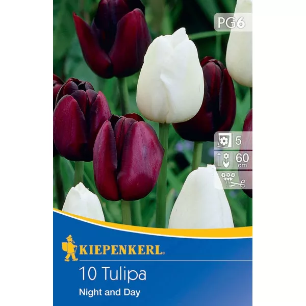 Tulipan Night and Day
