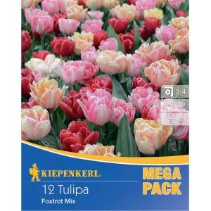 Mega Pack Tulipan Foxtrot mix multicolor