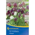 Carska kruna (Fritillaria) Meleagris mix multicolor