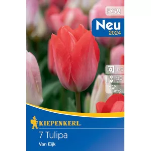 Tulipan Van Eijk