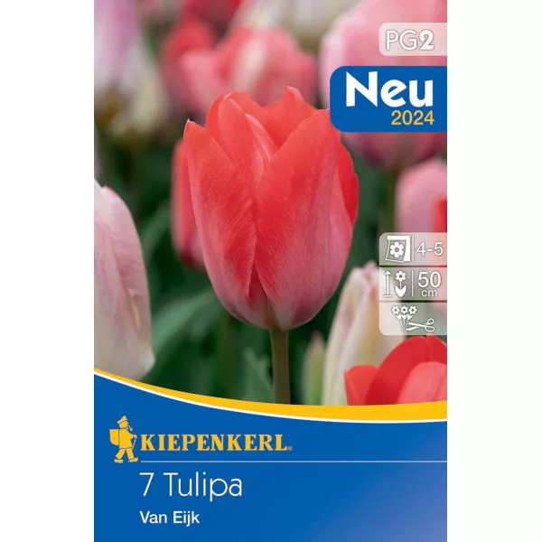 Tulipan Van Eijk